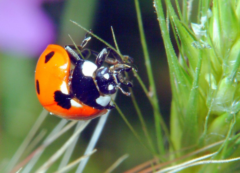 Coccinella in volo!